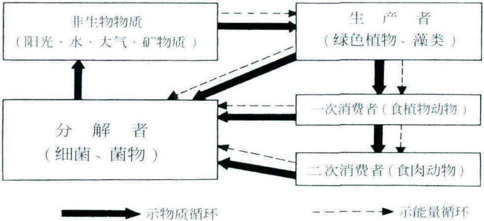 蕈菌在維持生態(tài)平衡中的作用